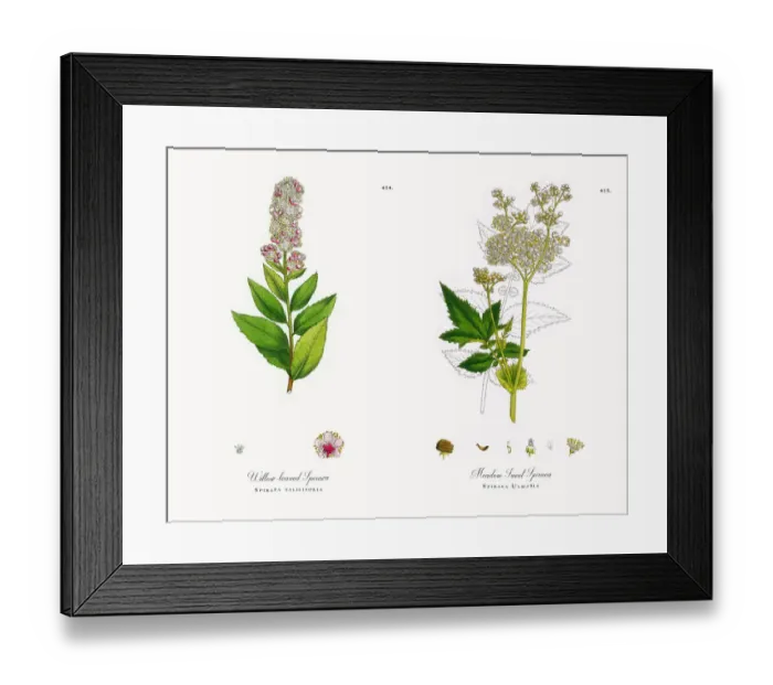 Framed Print : Willow-leaved Spiraea, Spiraea salicifolia, Victorian Botanical Illustration, 1863 Framed Print : Willow-leaved Spiraea, Spiraea salicifolia, Victorian Botanical Illustration, 1863