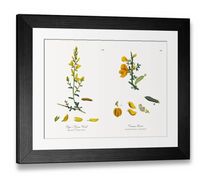 Framed Print : Dyeras Green-Weed, Genista Tinctoria, Victorian Botanical Illustration, 1863 Framed Print : Dyeras Green-Weed, Genista Tinctoria, Victorian Botanical Illustration, 1863