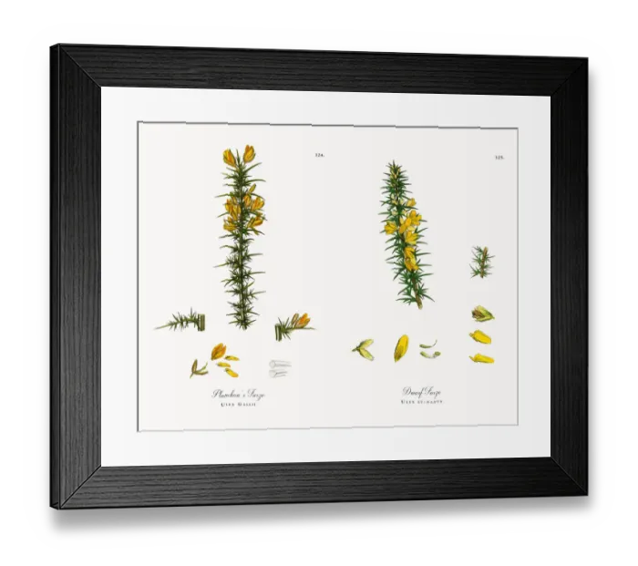 Framed Print : Planchonas Furze, Ulex Gallii, Victorian Botanical Illustration, 1863 Framed Print : Planchonas Furze, Ulex Gallii, Victorian Botanical Illustration, 1863