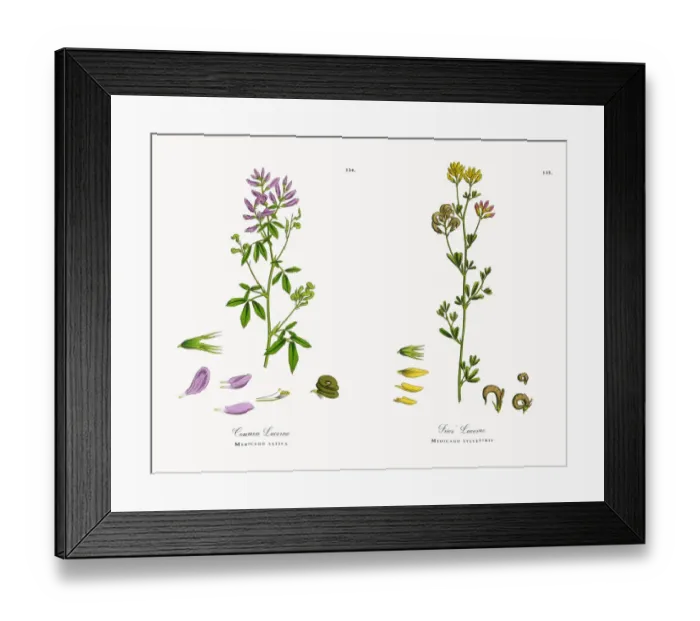 Framed Print : Common Lucerne, Medicago sativa, Victorian Botanical Illustration, 1863 Framed Print : Common Lucerne, Medicago sativa, Victorian Botanical Illustration, 1863
