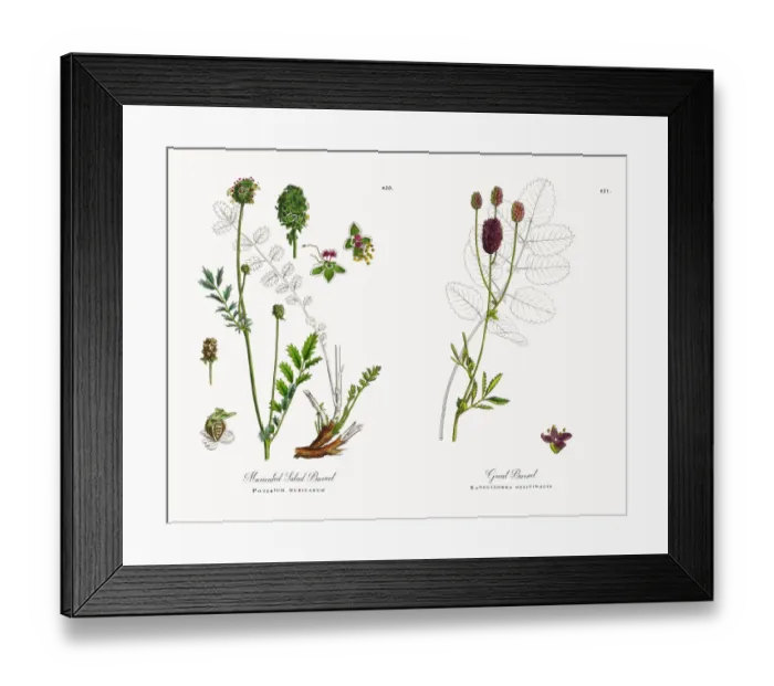 Framed Print : Muricated Salad Burnet, Poterium muricatum, Victorian Botanical Illustration, 1863 Framed Print : Muricated Salad Burnet, Poterium muricatum, Victorian Botanical Illustration, 1863