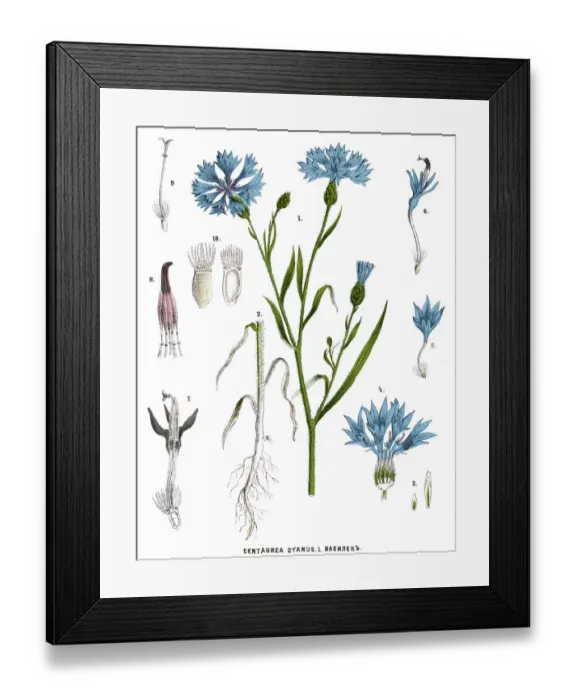 Framed Print : cornflower Framed Print : cornflower