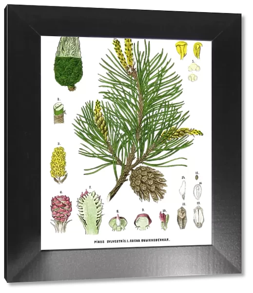 pine. Antique illustration of a Medicinal and Herbal Plants