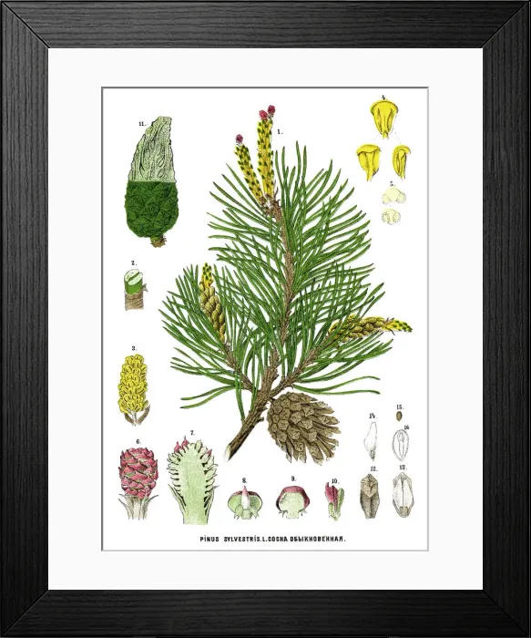 Framed Print : pine. Antique illustration of a Medicinal and Herbal Plants Framed Print : pine. Antique illustration of a Medicinal and Herbal Plants