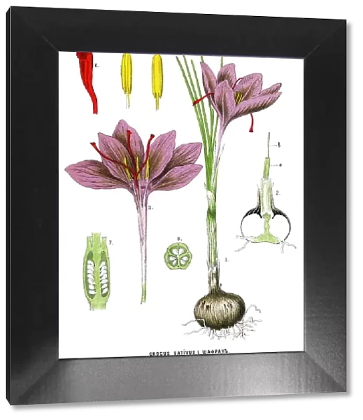 saffron. Antique illustration of a Medicinal and Herbal Plants