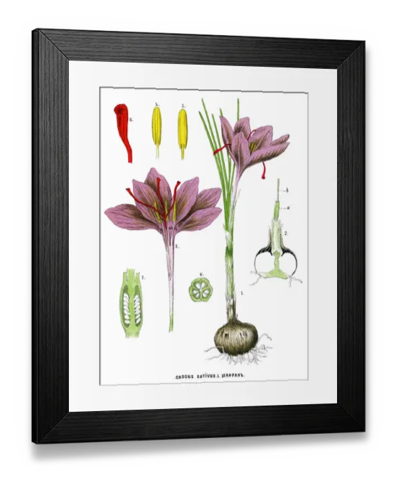 Framed Print : saffron. Antique illustration of a Medicinal and Herbal Plants Framed Print : saffron. Antique illustration of a Medicinal and Herbal Plants