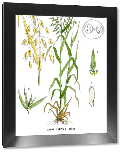 oats. Antique illustration of a Medicinal and Herbal Plants