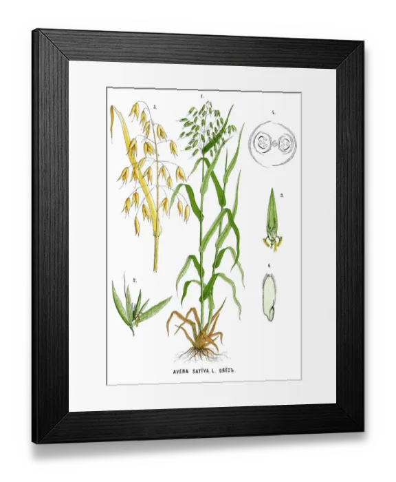 Framed Print : oats. Antique illustration of a Medicinal and Herbal Plants Framed Print : oats. Antique illustration of a Medicinal and Herbal Plants