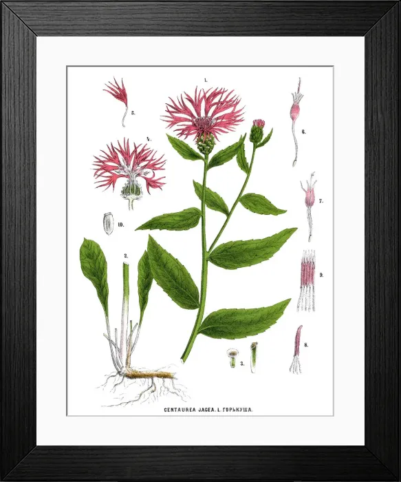 Framed Print : brown knapweed or brownray knapweed Framed Print : brown knapweed or brownray knapweed