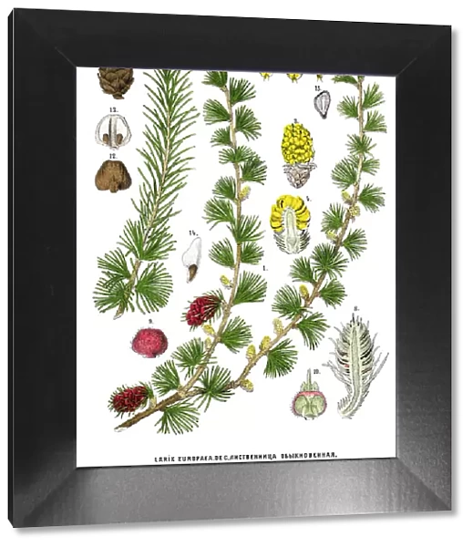 larch. Antique illustration of a Medicinal and Herbal Plants
