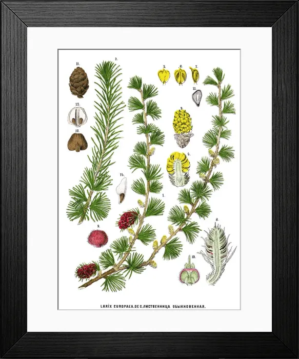 Framed Print : larch. Antique illustration of a Medicinal and Herbal Plants Framed Print : larch. Antique illustration of a Medicinal and Herbal Plants
