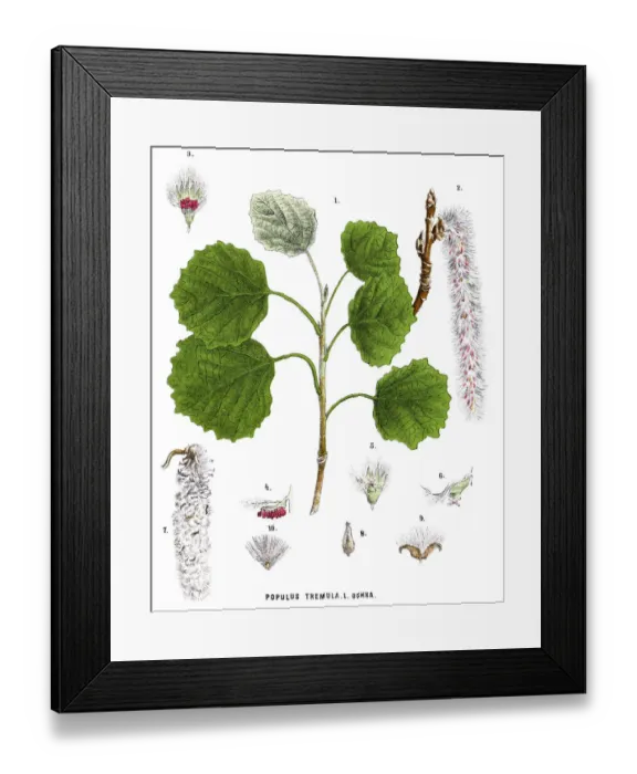 Framed Print : aspen. Antique illustration of a Medicinal and Herbal Plants Framed Print : aspen. Antique illustration of a Medicinal and Herbal Plants