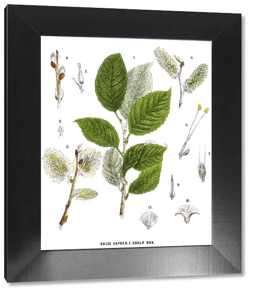 willow. Antique illustration of a Medicinal and Herbal Plants