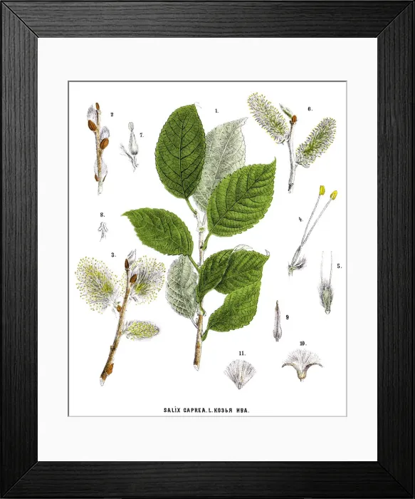 Framed Print : willow. Antique illustration of a Medicinal and Herbal Plants Framed Print : willow. Antique illustration of a Medicinal and Herbal Plants