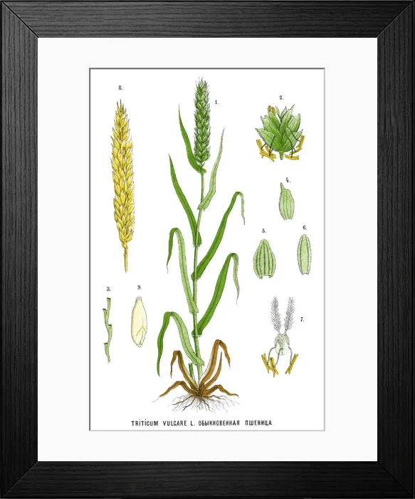 Framed Print : wheat. Antique illustration of a Medicinal and Herbal Plants Framed Print : wheat. Antique illustration of a Medicinal and Herbal Plants