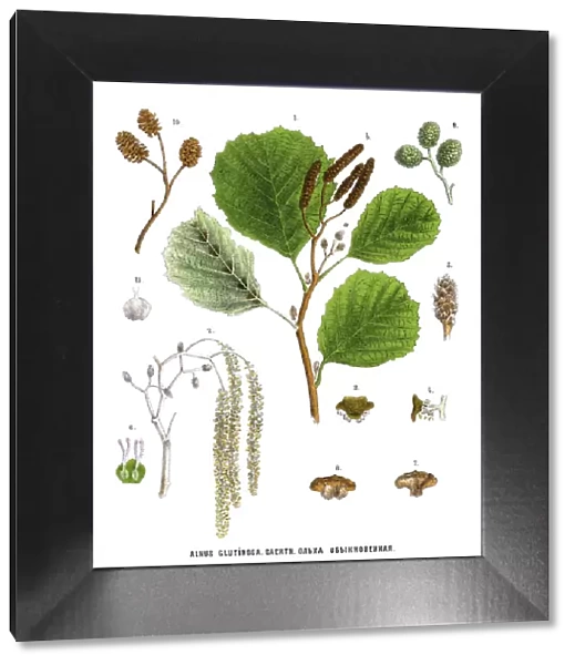 alder. Antique illustration of a Medicinal and Herbal Plants