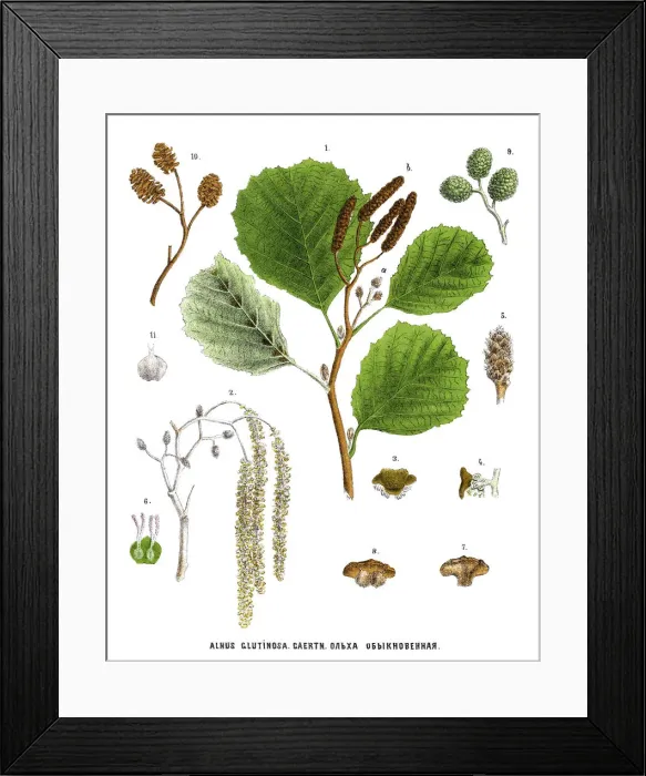 Framed Print : alder. Antique illustration of a Medicinal and Herbal Plants Framed Print : alder. Antique illustration of a Medicinal and Herbal Plants