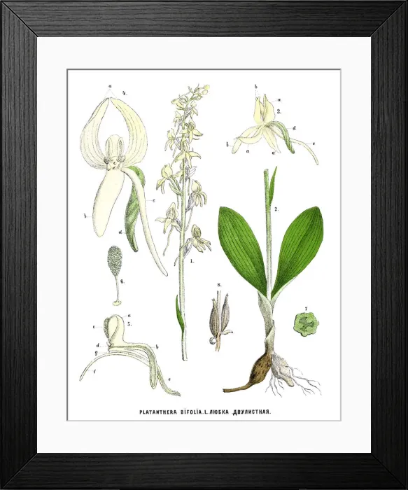 Framed Print : lesser butterfly-orchid Framed Print : lesser butterfly-orchid