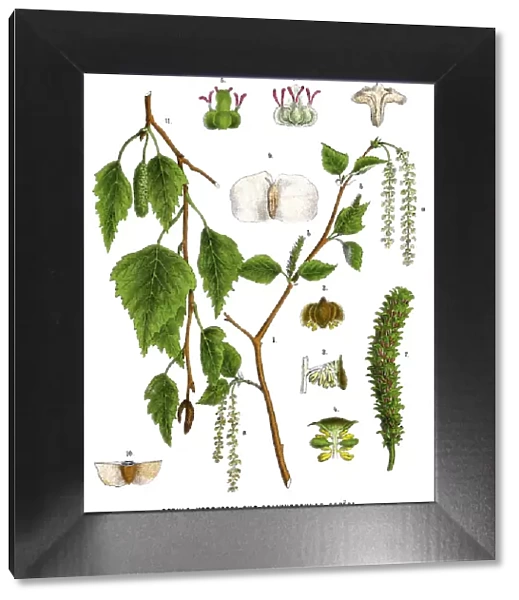 birch. Antique illustration of a Medicinal and Herbal Plants