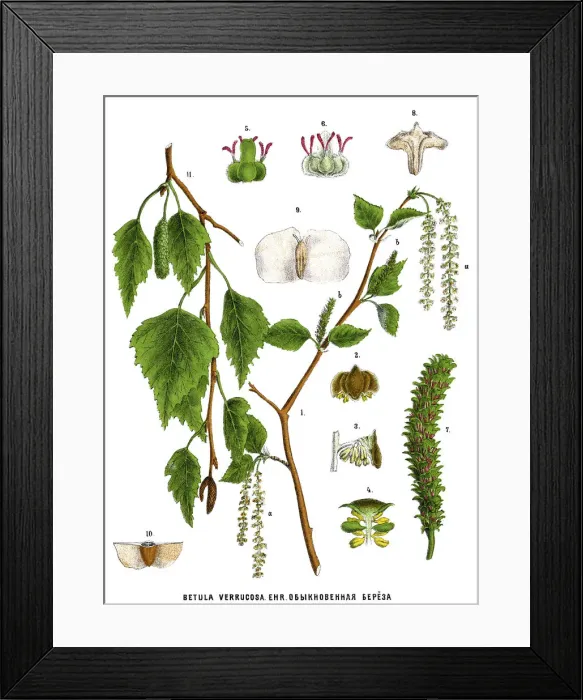 Framed Print : birch. Antique illustration of a Medicinal and Herbal Plants Framed Print : birch. Antique illustration of a Medicinal and Herbal Plants