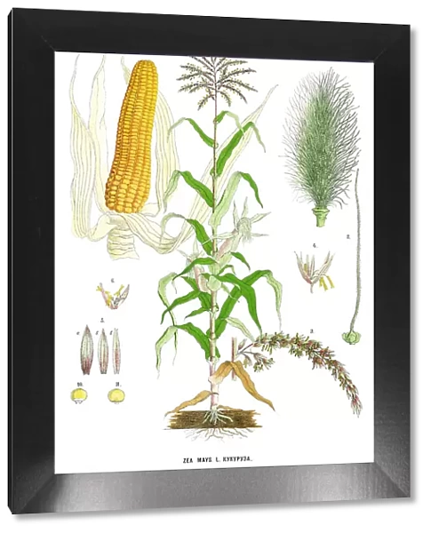 corn. Antique illustration of a Medicinal and Herbal Plants