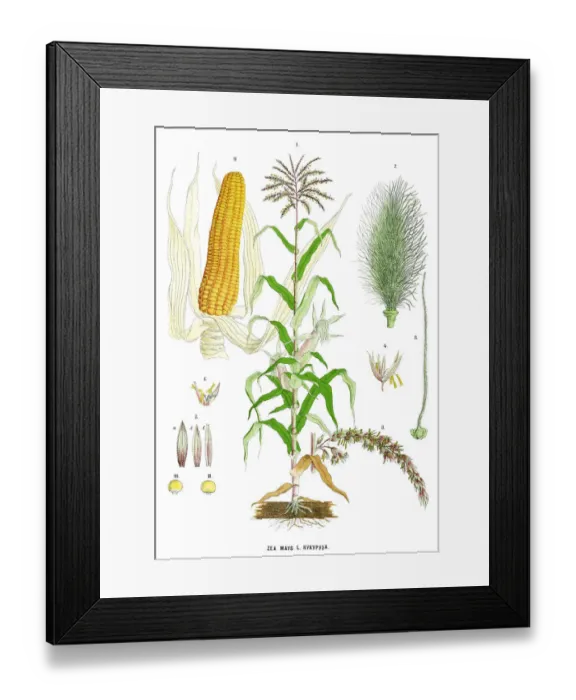Framed Print : corn. Antique illustration of a Medicinal and Herbal Plants Framed Print : corn. Antique illustration of a Medicinal and Herbal Plants