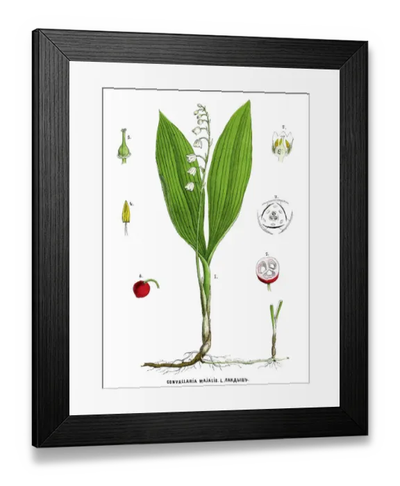 Framed Print : lily of the valley Framed Print : lily of the valley