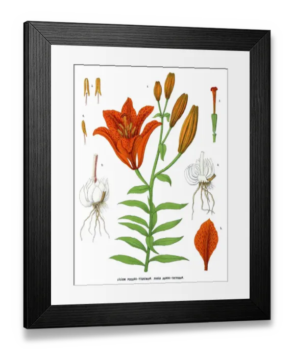 Framed Print : tiger lily Framed Print : tiger lily