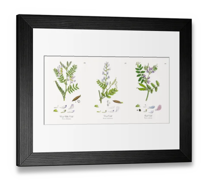 Framed Print : Wood Bitter Vetch, Vicia Orobus, Victorian Botanical Illustration, 1863 Framed Print : Wood Bitter Vetch, Vicia Orobus, Victorian Botanical Illustration, 1863