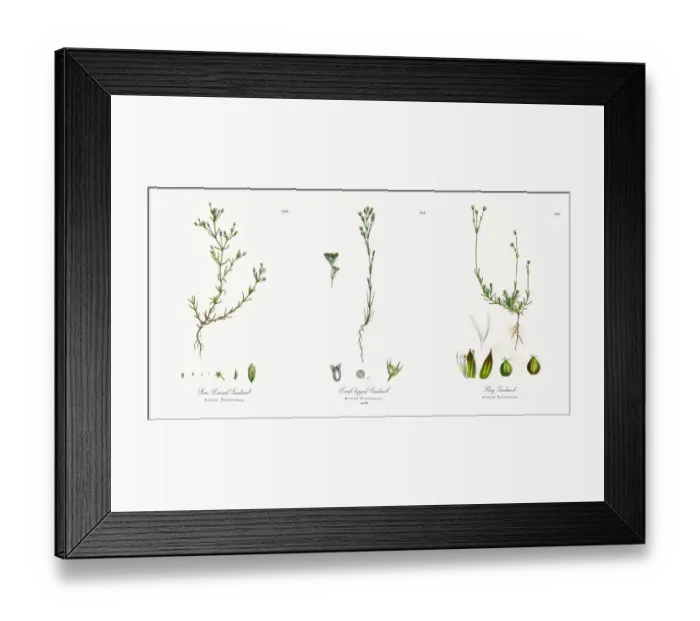 Framed Print : Fine-Leaved Sandwort, Alsine Tenuifolia, Victorian Botanical Illustration, 1863 Framed Print : Fine-Leaved Sandwort, Alsine Tenuifolia, Victorian Botanical Illustration, 1863