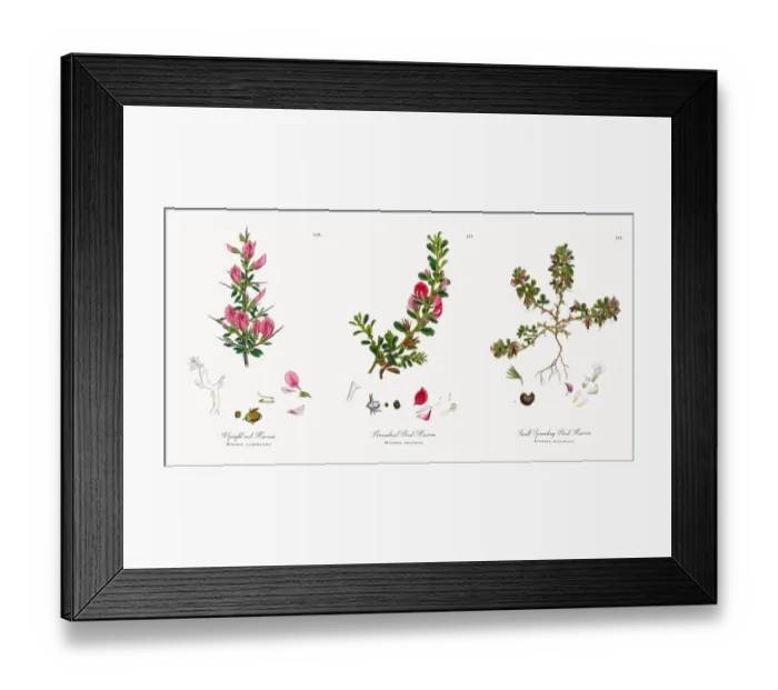 Framed Print : Upright rest-Harrow, Ononis campestris, Victorian Botanical Illustration, 1863 Framed Print : Upright rest-Harrow, Ononis campestris, Victorian Botanical Illustration, 1863