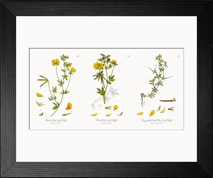 Framed Print : Slender Birdas-foot Trefoil, Lotus tenuis, Victorian Botanical Illustration, 1863