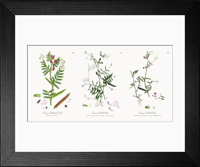 Framed Print : Common Cultivated Vetch, Vicia eu-sativa, Victorian Botanical Illustration, 1863 Framed Print : Common Cultivated Vetch, Vicia eu-sativa, Victorian Botanical Illustration, 1863