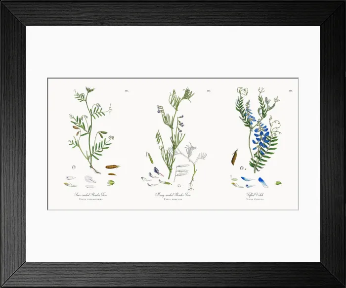 Framed Print : Four-seeded Slender Tare, Vicia tetrasperma, Victorian Botanical Illustration, 1863 Framed Print : Four-seeded Slender Tare, Vicia tetrasperma, Victorian Botanical Illustration, 1863