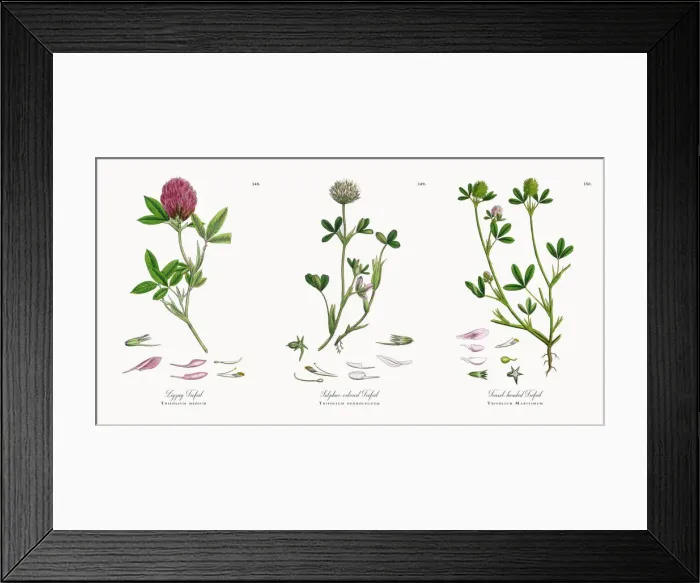 Framed Print : Zigzag Trefoil, Trifolium medium, Victorian Botanical Illustration, 1863 Framed Print : Zigzag Trefoil, Trifolium medium, Victorian Botanical Illustration, 1863