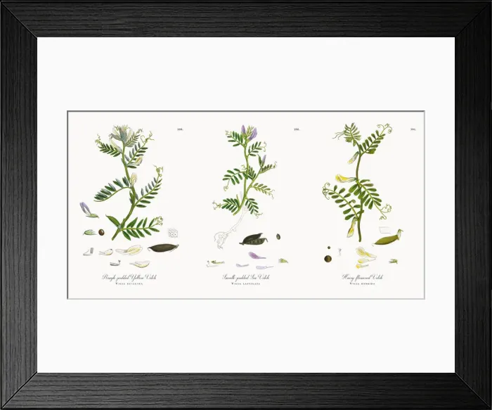 Framed Print : Rough-podded Yellow Vetch, Vicia eu-lutea, Victorian Botanical Illustration, 1863 Framed Print : Rough-podded Yellow Vetch, Vicia eu-lutea, Victorian Botanical Illustration, 1863