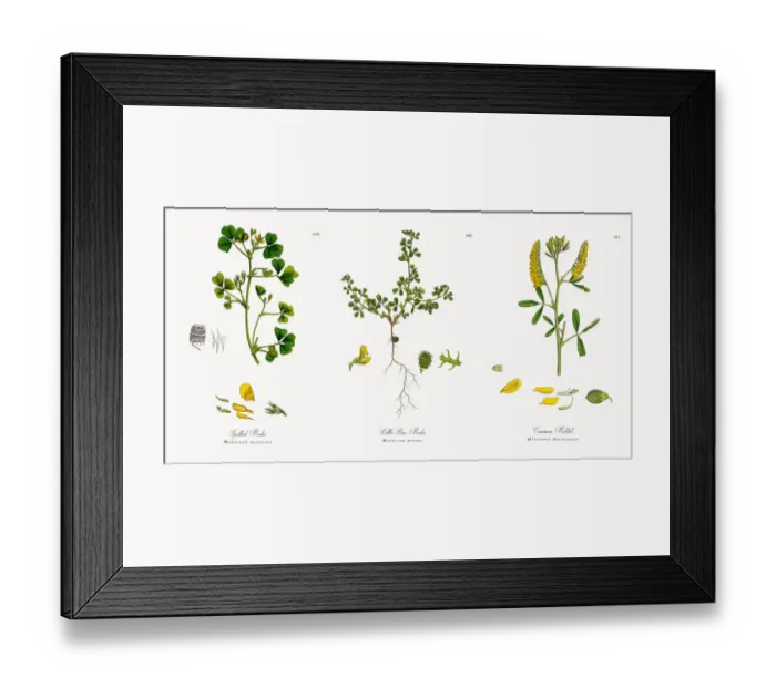 Framed Print : Spotted Medic, Medicago maculata, Victorian Botanical Illustration, 1863 Framed Print : Spotted Medic, Medicago maculata, Victorian Botanical Illustration, 1863