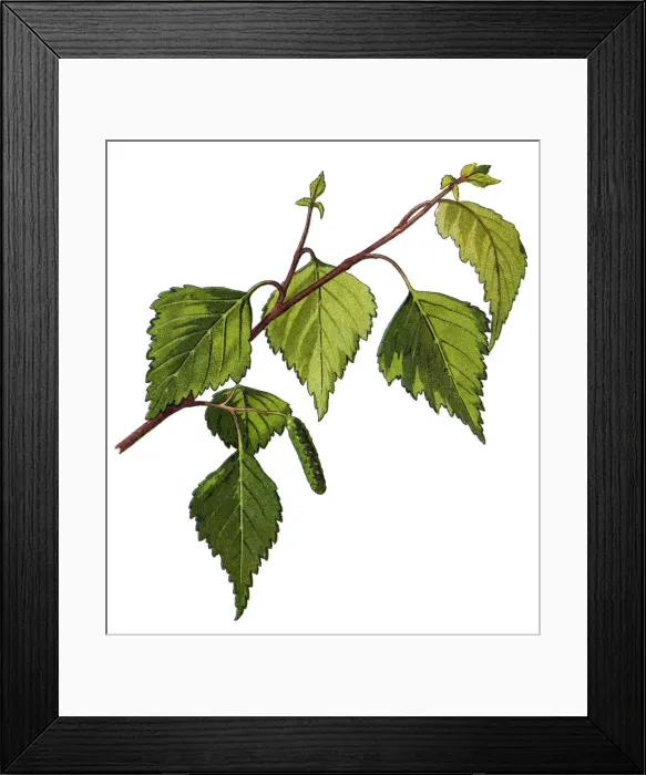 Framed Print : Birch. Antique illustration of a Medicinal and Herbal Plants Framed Print : Birch. Antique illustration of a Medicinal and Herbal Plants