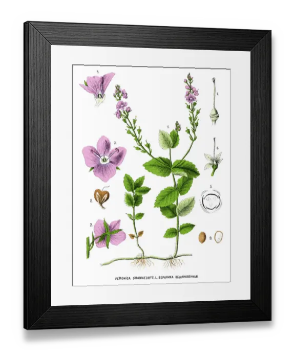 Framed Print : germander speedwell, bird s-eye speedwell Framed Print : germander speedwell, bird s-eye speedwell