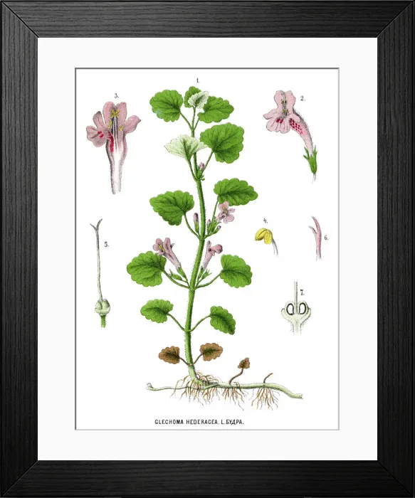 Framed Print : ground-ivy Framed Print : ground-ivy
