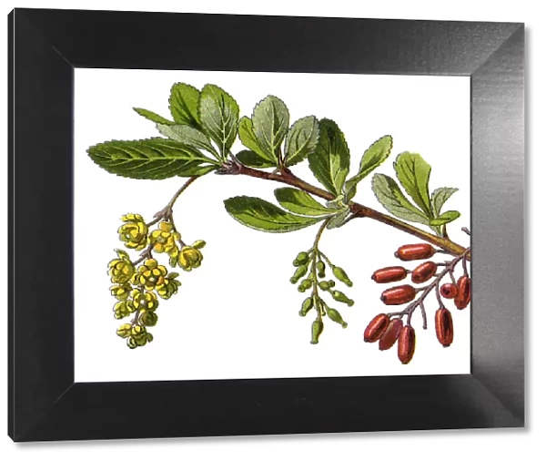 barberry. Antique illustration of a Medicinal and Herbal Plants