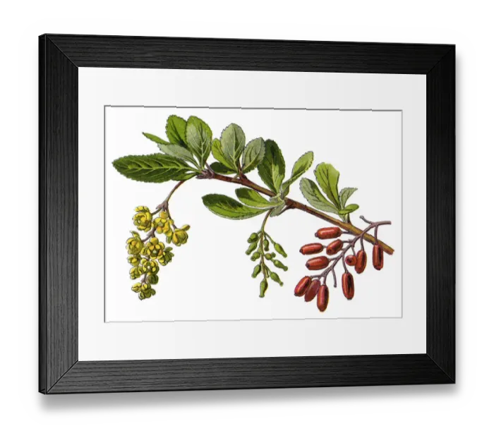 Framed Print : barberry. Antique illustration of a Medicinal and Herbal Plants Framed Print : barberry. Antique illustration of a Medicinal and Herbal Plants