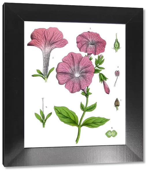 petunia. Antique illustration of a Medicinal and Herbal Plants