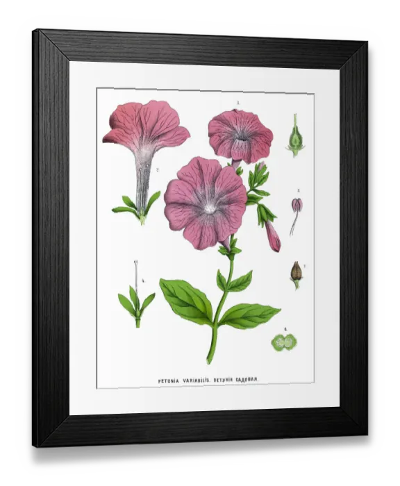 Framed Print : petunia. Antique illustration of a Medicinal and Herbal Plants Framed Print : petunia. Antique illustration of a Medicinal and Herbal Plants