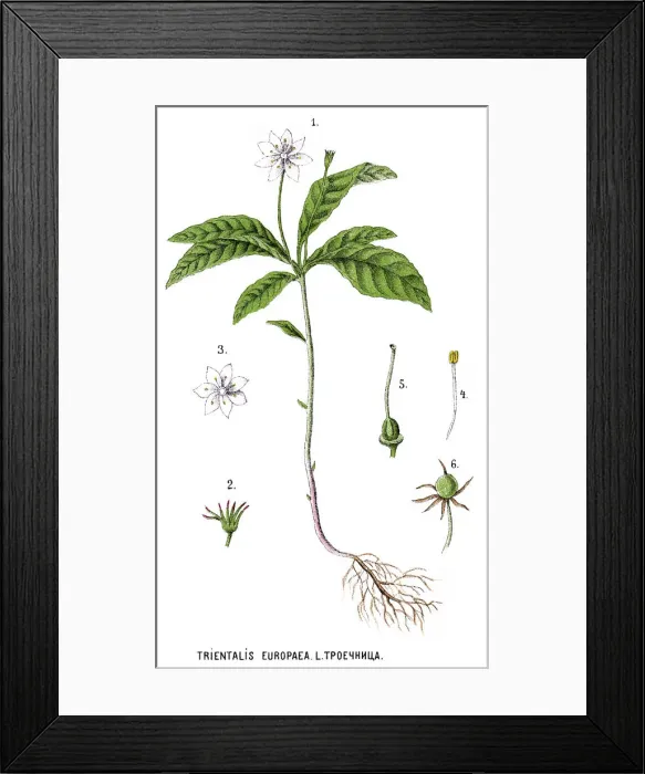 Framed Print : chickweed-wintergreen or arctic starflower Framed Print : chickweed-wintergreen or arctic starflower