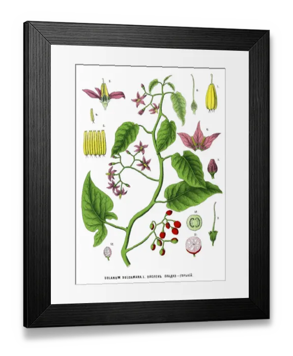 Framed Print : nightshade Framed Print : nightshade