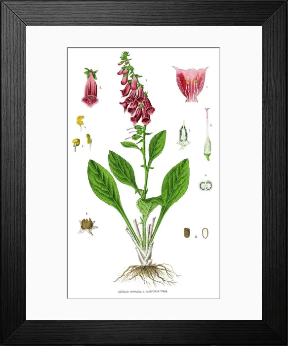 Framed Print : foxglove. Antique illustration of a Medicinal and Herbal Plants Framed Print : foxglove. Antique illustration of a Medicinal and Herbal Plants