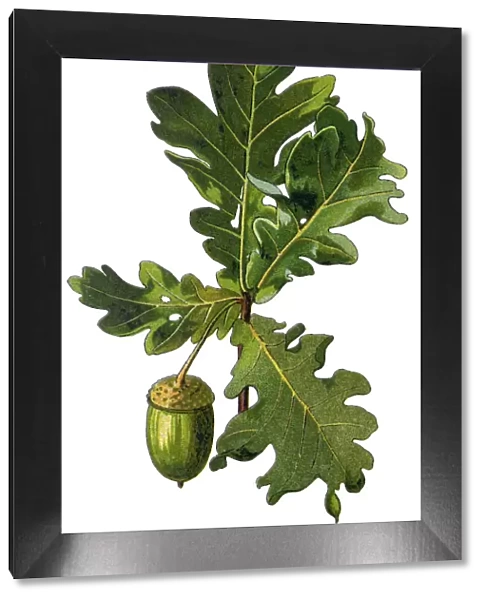 acorn. Antique illustration of a Medicinal and Herbal Plants