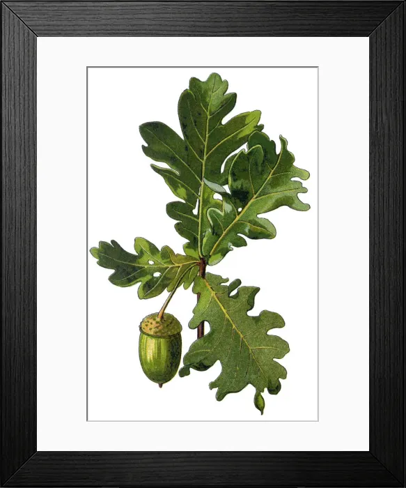 Framed Print : acorn. Antique illustration of a Medicinal and Herbal Plants Framed Print : acorn. Antique illustration of a Medicinal and Herbal Plants