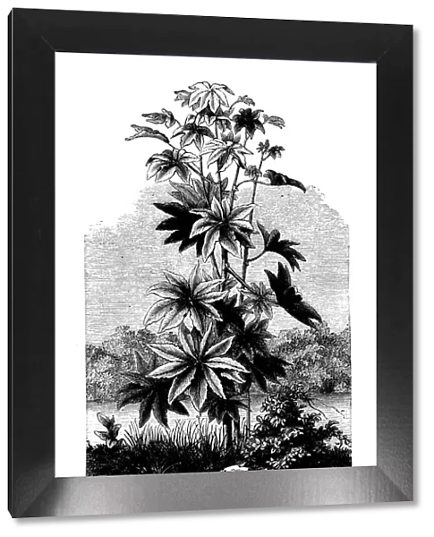 Botany plants antique engraving illustration: Ricinus communis (castorbean, castor-oil-plant)